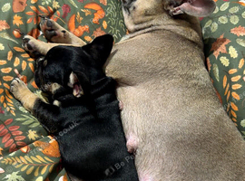 Female French bull dog