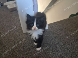 Beautiful playful kittens