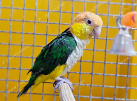 Baby yellow thigh Caique