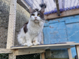 Maine coon for sale
