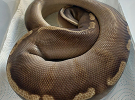 Phantom GHI Royal Python