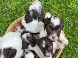 Cockapoo puppies