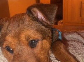 Rottweiler cross needs a home