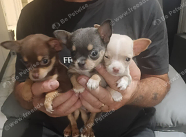 3 beautiful chihuahua puppie. 1 girl 2 boys