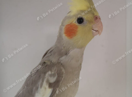 Baby Cockatiel