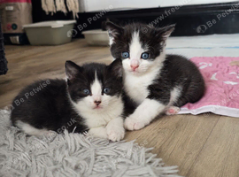 2 black and white female kittens