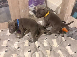 Healthy Kc Registered Blue Staffordshire Bull Terrier Puppies