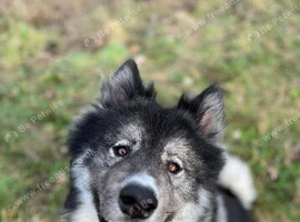 5 year old Huskita