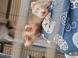 FERRET JILLS HALF ANGORA