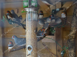 Zebra Finch