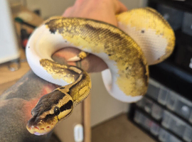 2x Royal Pythons for sale Female and Male