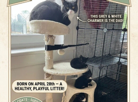 Gorgeous, Playful Tuxedo & Black Kittens Ready Soon!