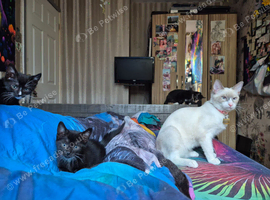 Maincoon x Siamese Equisite 4 Girlies
