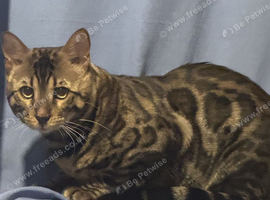Male Benegal cat for sale
