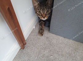 2 cats for sale