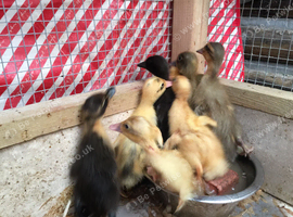 3 Day Old Unsexed Runner Ducklings Available