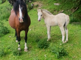 Dark bay mare with filly foal