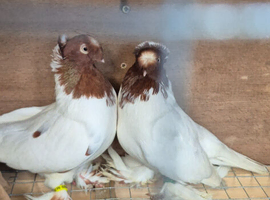This pair for sale