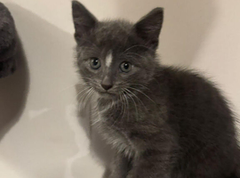 Russian blue READY FOR SALE