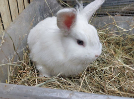 Male lionhead mixed breed rabbits