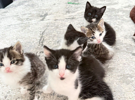 5 week old kittens