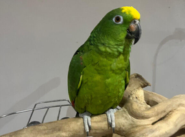 Handreared Talking Yellow Crown Amazon Parrot