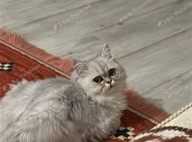 Beautiful Persian Chinchilla Looking for a Loving Forever Home