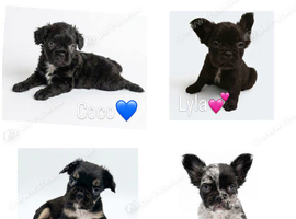 French bulldog puppies