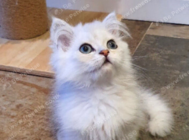 Beautiful Persian kitten Vaccinated & Chipped