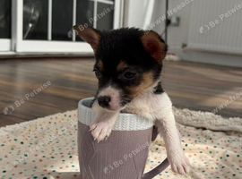 Skye ! 10 week old Jack Russel girl puppy