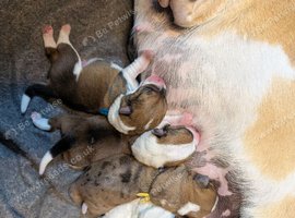 3/4 Jack Russell puppies