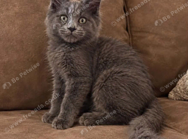 Maincoon kitten