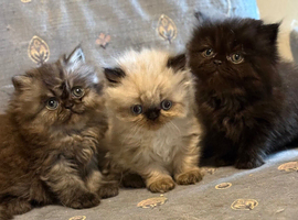 Persian Kittens
