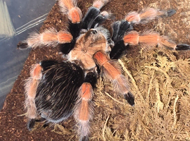 Adult Female B Hamorii