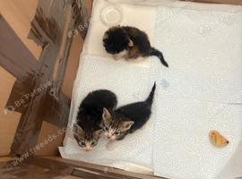 kittens