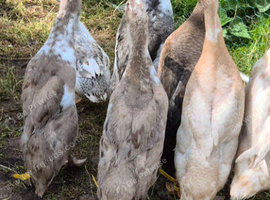 5 Female Runner Ducks.