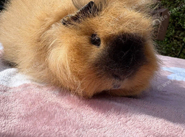 Guinea pig boarding