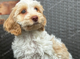 F1 cockapoo puppies