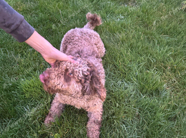 Puppies male and female
