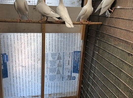 pure white pigeons