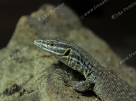 CB25 Yellow Ackie Monitors