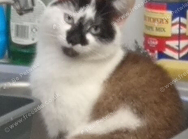 Female cat 3 years been spayed