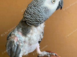 Tame and talkative African grey