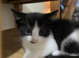 3 beautiful kittens ready now