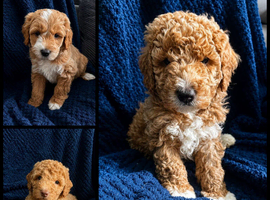 Pure Australian labradoodle puppy&rsquo;s