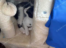 Kitten