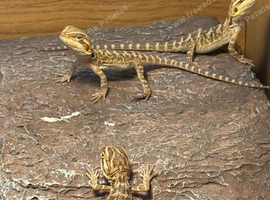 German giant bearded dragons
