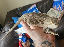 4 bearded dragons
