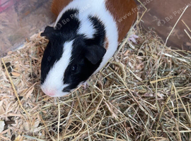 Guinea pigs for sale