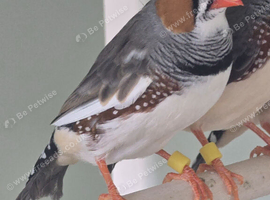 ZEBRA FINCHES